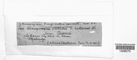 Dacrymyces stillatus image